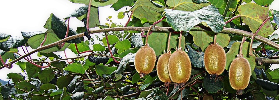 <a href=https://www.agrecoastur.com/slideshow/4/>Kiwi</a>