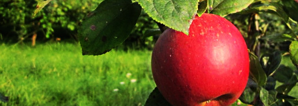 <a href=https://www.agrecoastur.com/slideshow/manzana/>Manzana</a>