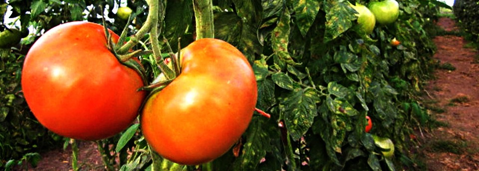 <a href=https://www.agrecoastur.com/slideshow/tomate/>Tomate</a>